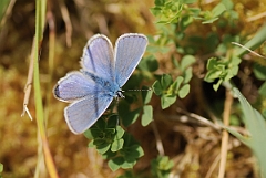 David Plant Photography - Wildlife Photography - Common blue - C